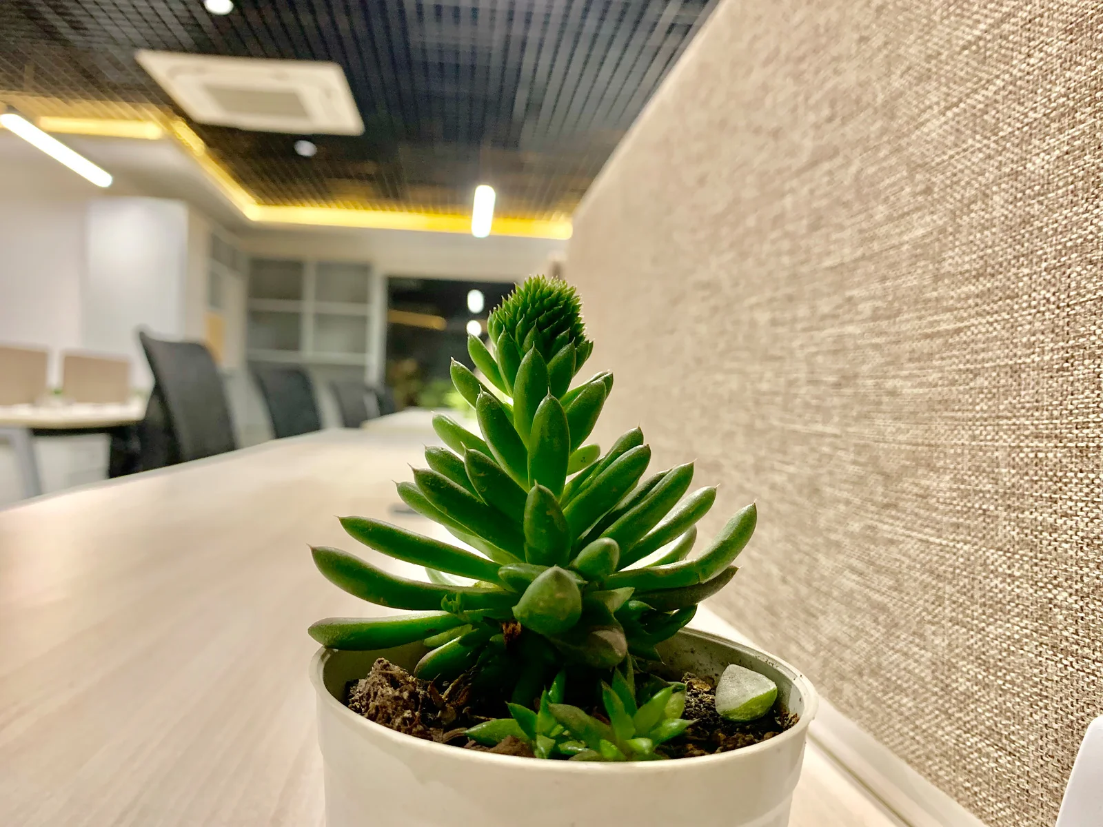 Biophilic Detail